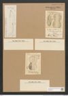 Amphiprora conspicua Grev. (de-Toni-Nr.: Genus 29, Species 1326) Zeichnungen Sammlung Grunow Nr. 2554 (NHMW-BOT-W0369735)